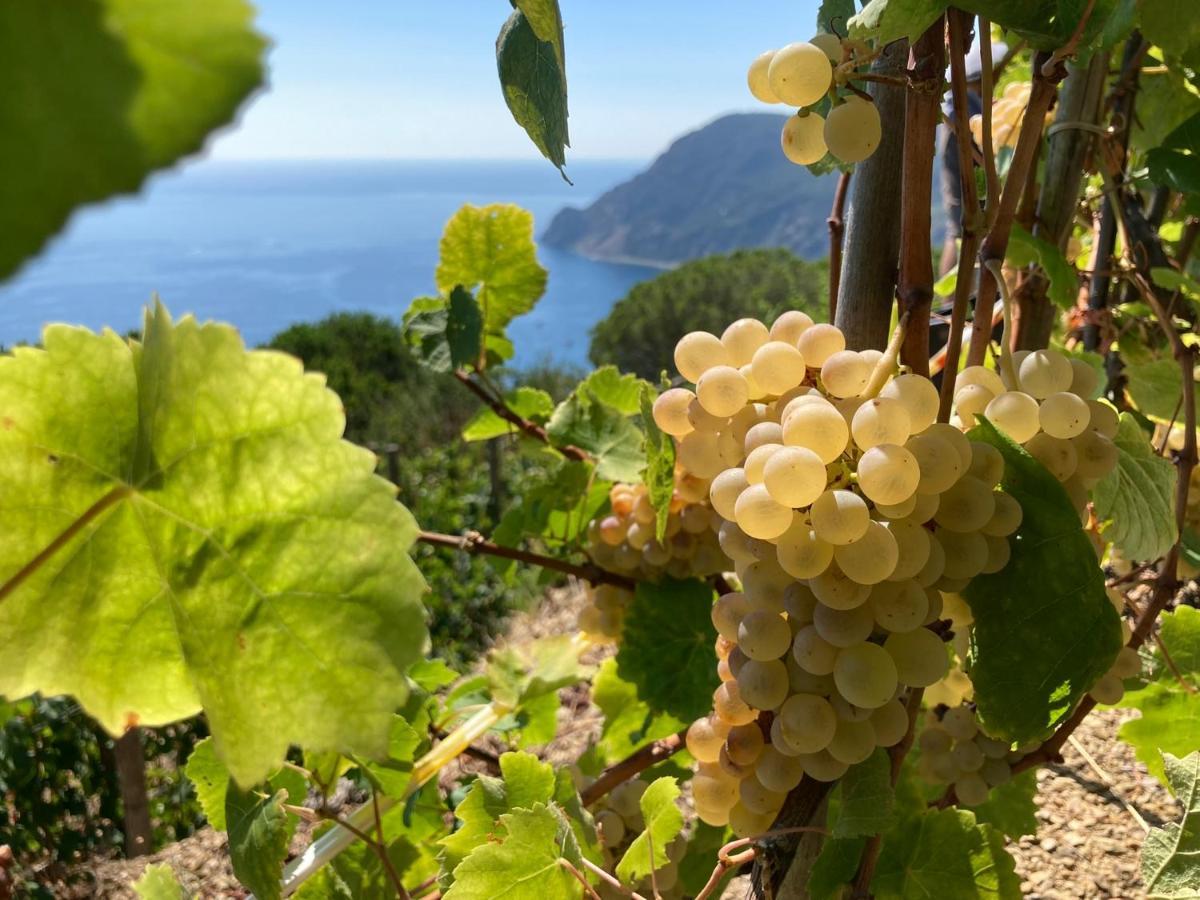 Villa Pietrafiore Monterosso al Mare Exterior foto